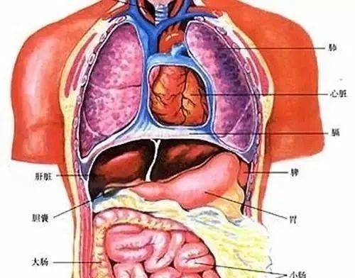 乖 把生殖腔打开H(养欢)_乖 把生殖探索乖巧背后的奥秘——关于生殖腔的探索
