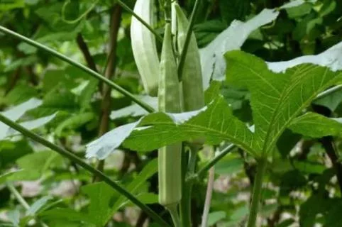 污秋葵软件下载秋葵IOS平台免费看污APP的真相与探讨-第1张图片