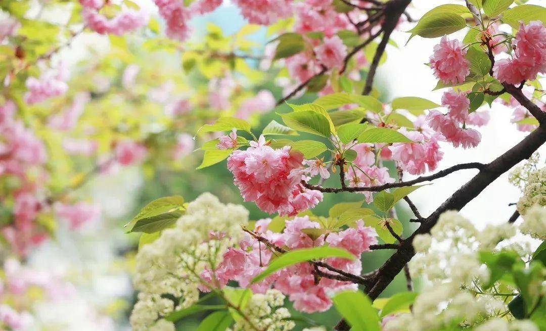 樱花草视频的魅力探索-第2张图片