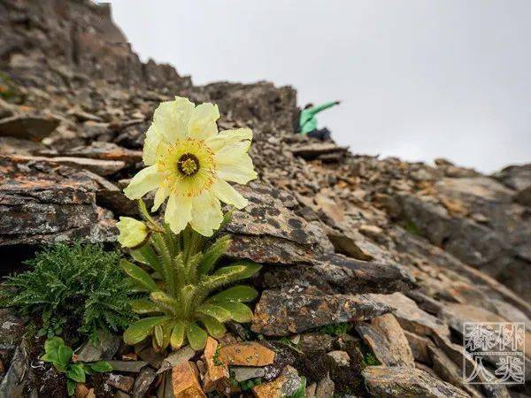 野花社区观看免费视频6野花社区视频资源探索，免费观看的乐趣之旅