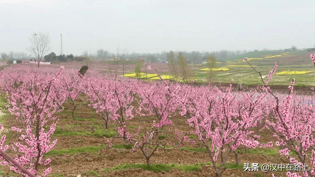 少妇与桃花源的邂逅——芳草萋萋的诗意之旅-第2张图片