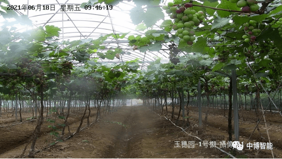 公主葡萄的智慧，如何优雅地享用而不夹烂或掉出