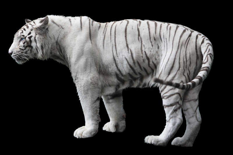 亚洲白虎亚洲白虎，珍稀的猫科动物