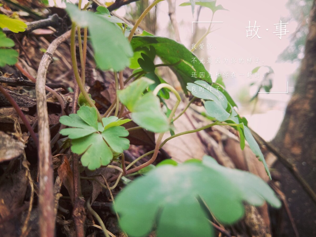 安静王子安静王子的静谧世界-第2张图片