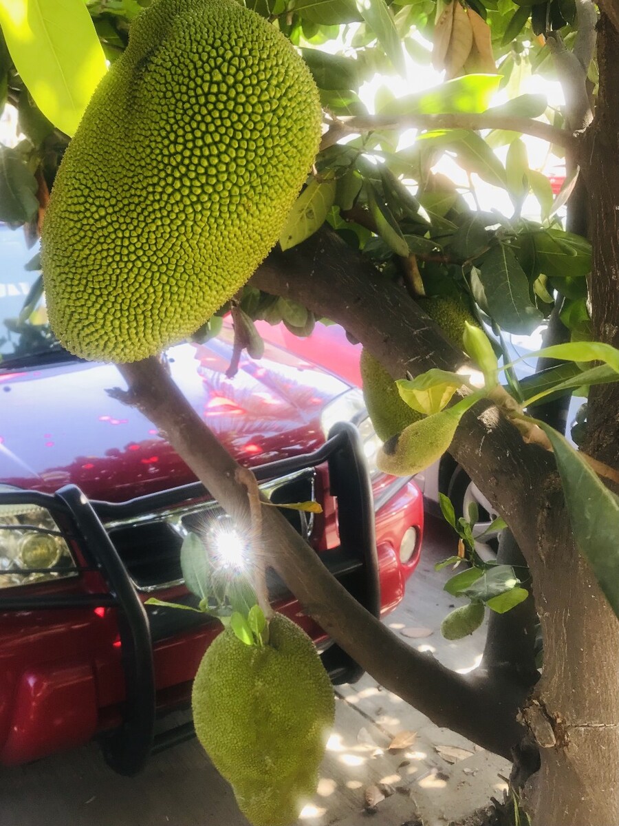 菠萝菠萝菠萝蜜视频观看4探索菠萝菠萝蜜视频的魅力之旅——4399平台体验记-第3张图片