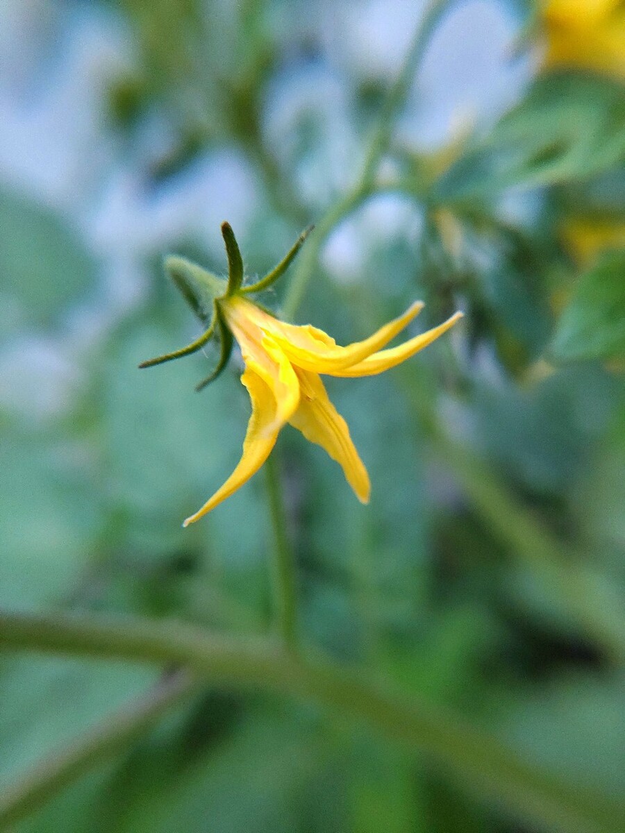 番茄手机网——一个便捷的购物新选择-第3张图片