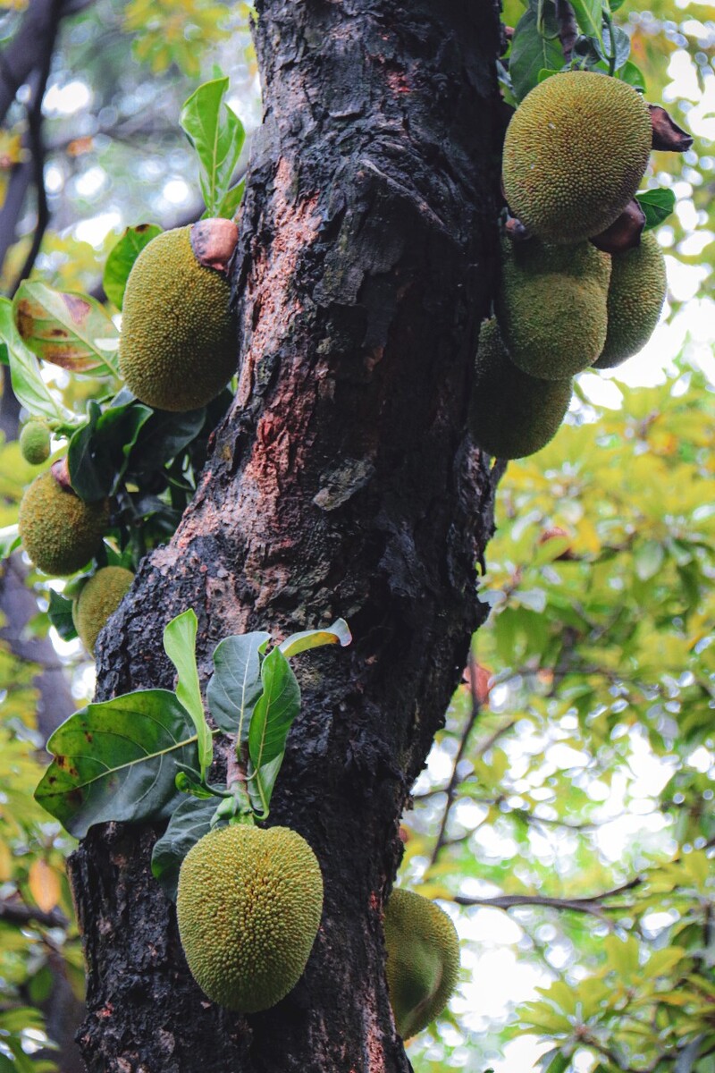 菠萝菠萝蜜免费高清视频国际探索菠萝菠萝蜜的魅力，免费高清视频资源分享-第1张图片