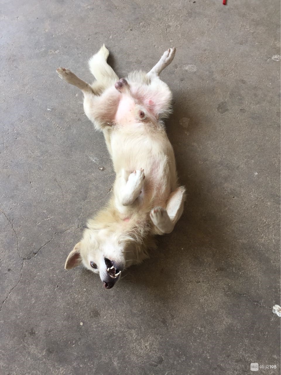 爷爷的鸡又黑又长下一句怎么接狗狗的独特魅力，又烫又大又长的毛发下的故事-第2张图片