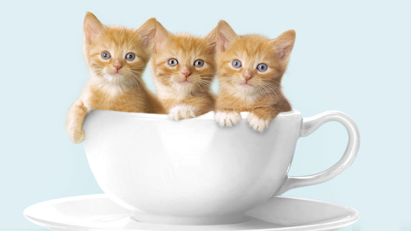 新版猫咪3.0下载安装新版猫咪3.0下载，探索全新互动体验-第2张图片