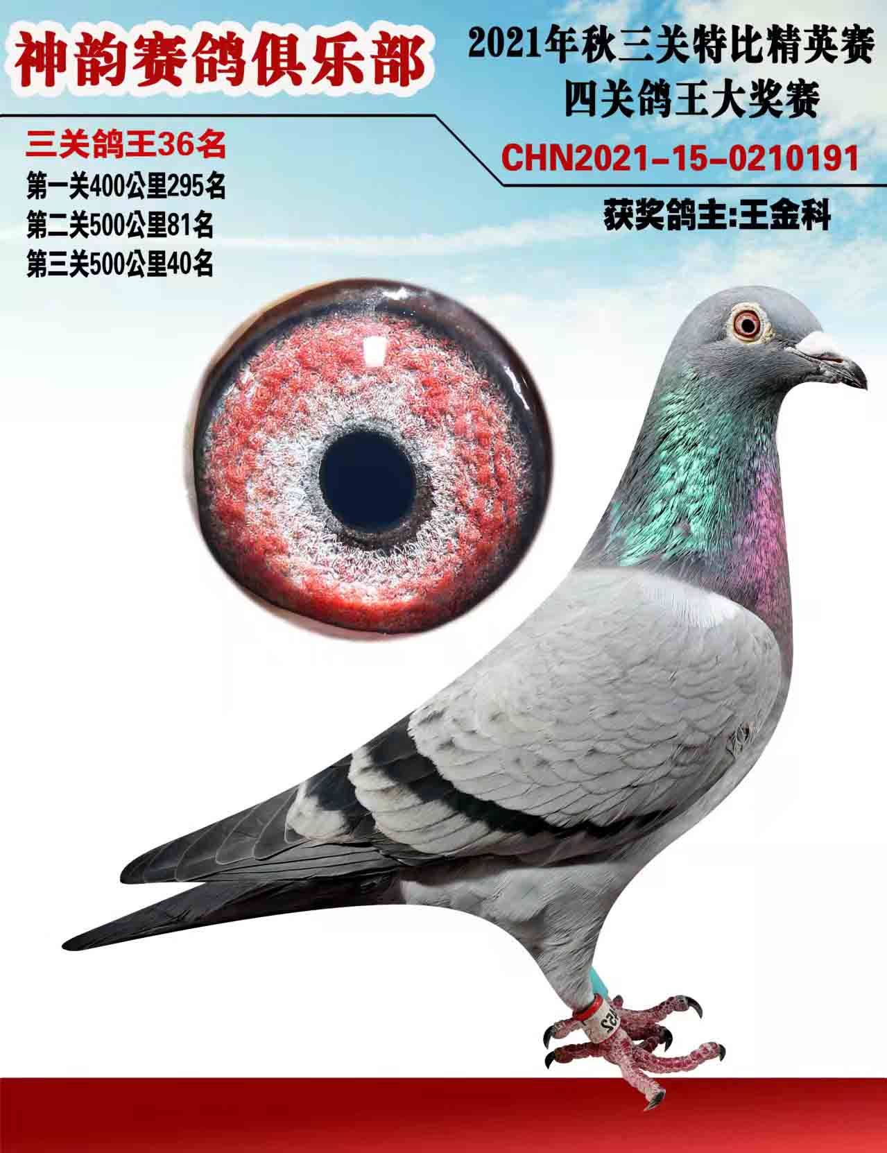 天南铜都赛鸽中心青年棚2021，青春的翅膀，翱翔在赛鸽的天空