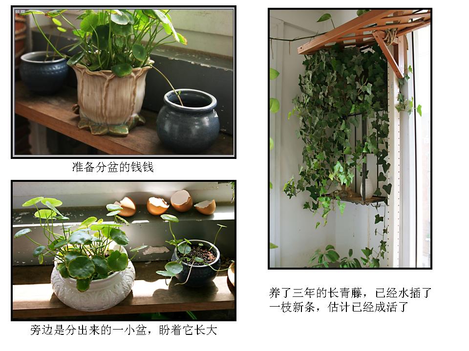 新手如何正确进行自我扣小花园的步骤与技巧