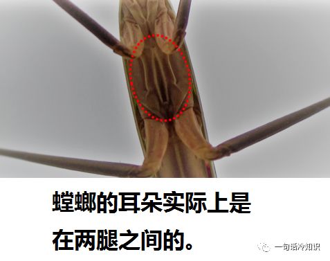 关于舌头与两腿之间的微妙体验的探讨-第2张图片