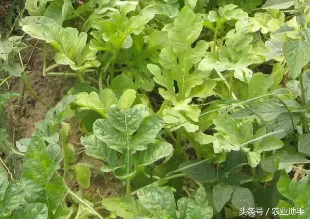 老李西瓜里干小花对西瓜的影响是什么老李的西瓜园中，小花对西瓜生长的影响