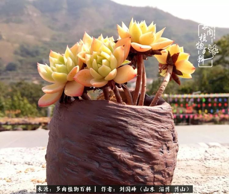 高N车多肉多公交车高N车与多肉植物的邂逅——城市公交之旅