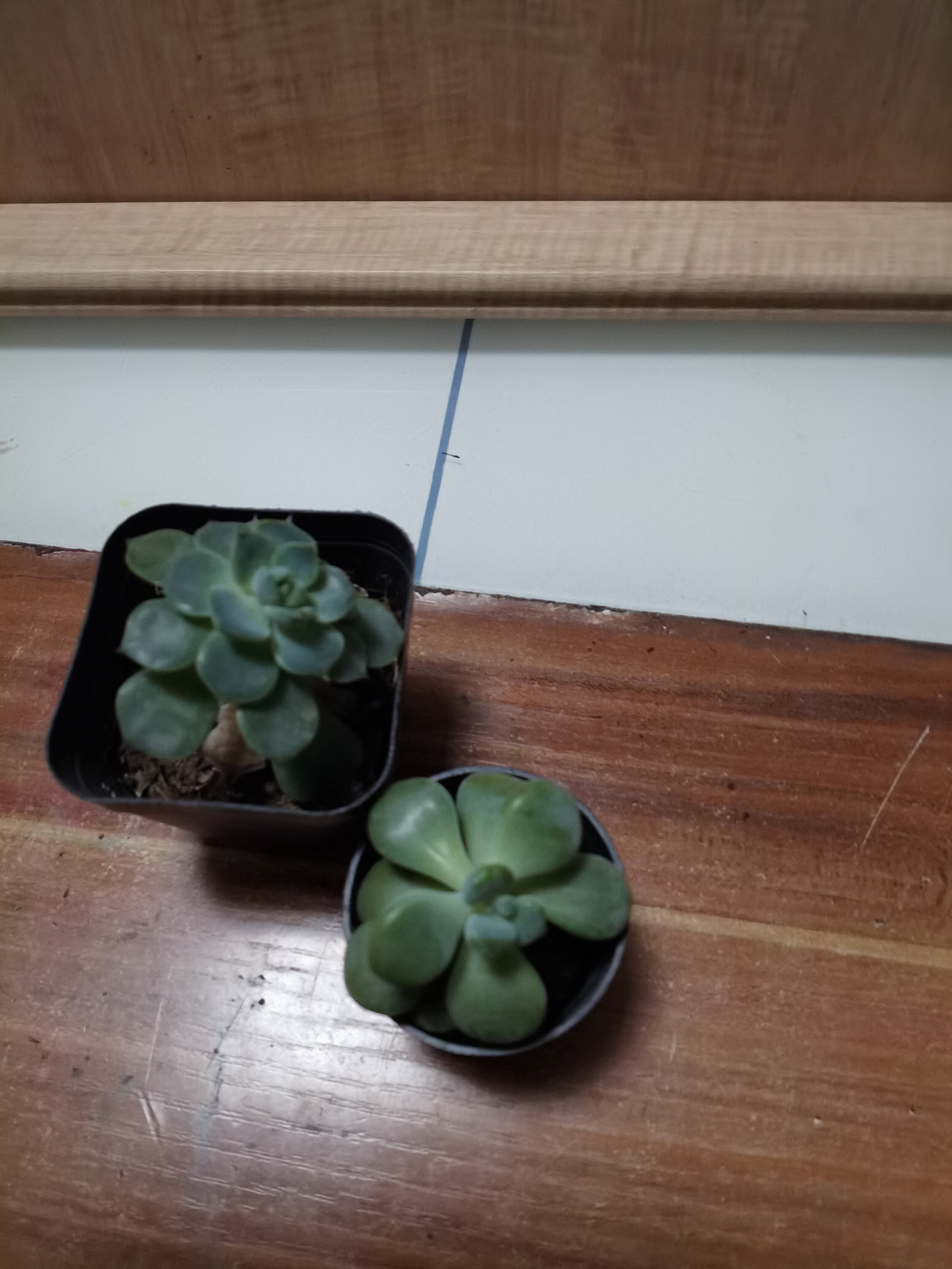 多肉交流群是什么意思交流1V3多肉种植经验