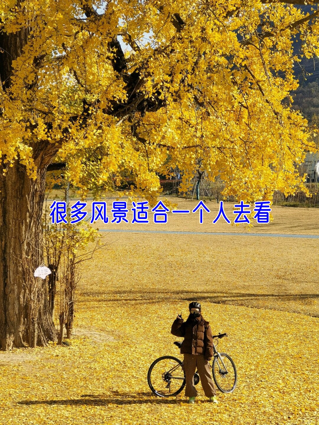 一个人免费观看视频免费观看视频的全新体验