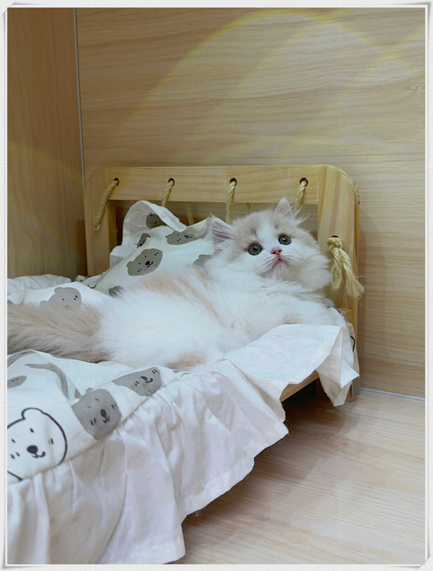 猫抓娱乐猫抓娱乐，探索现代生活中的趣味与放松