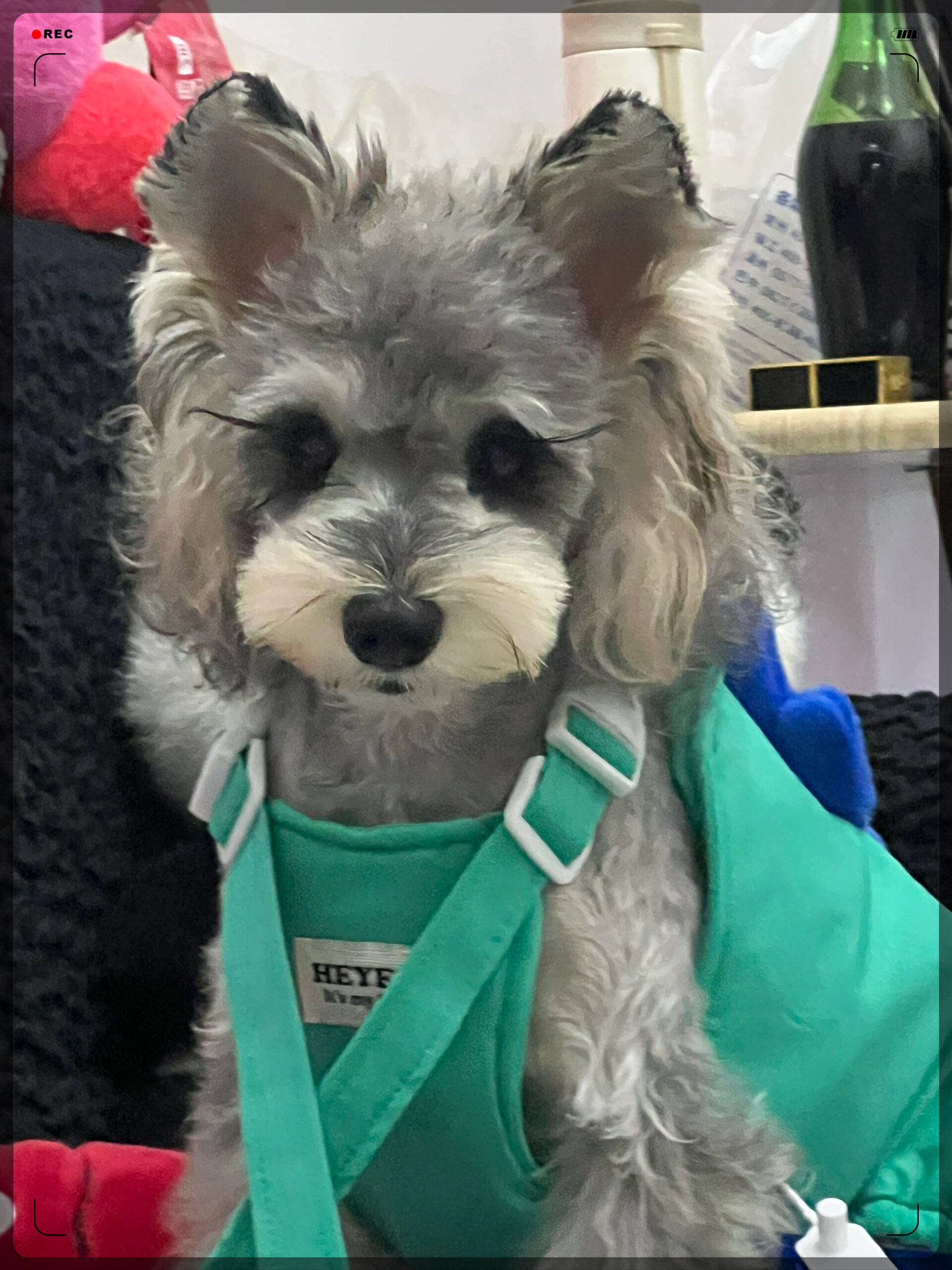 西施犬吧西施吧——美丽与传奇的交汇之地-第2张图片