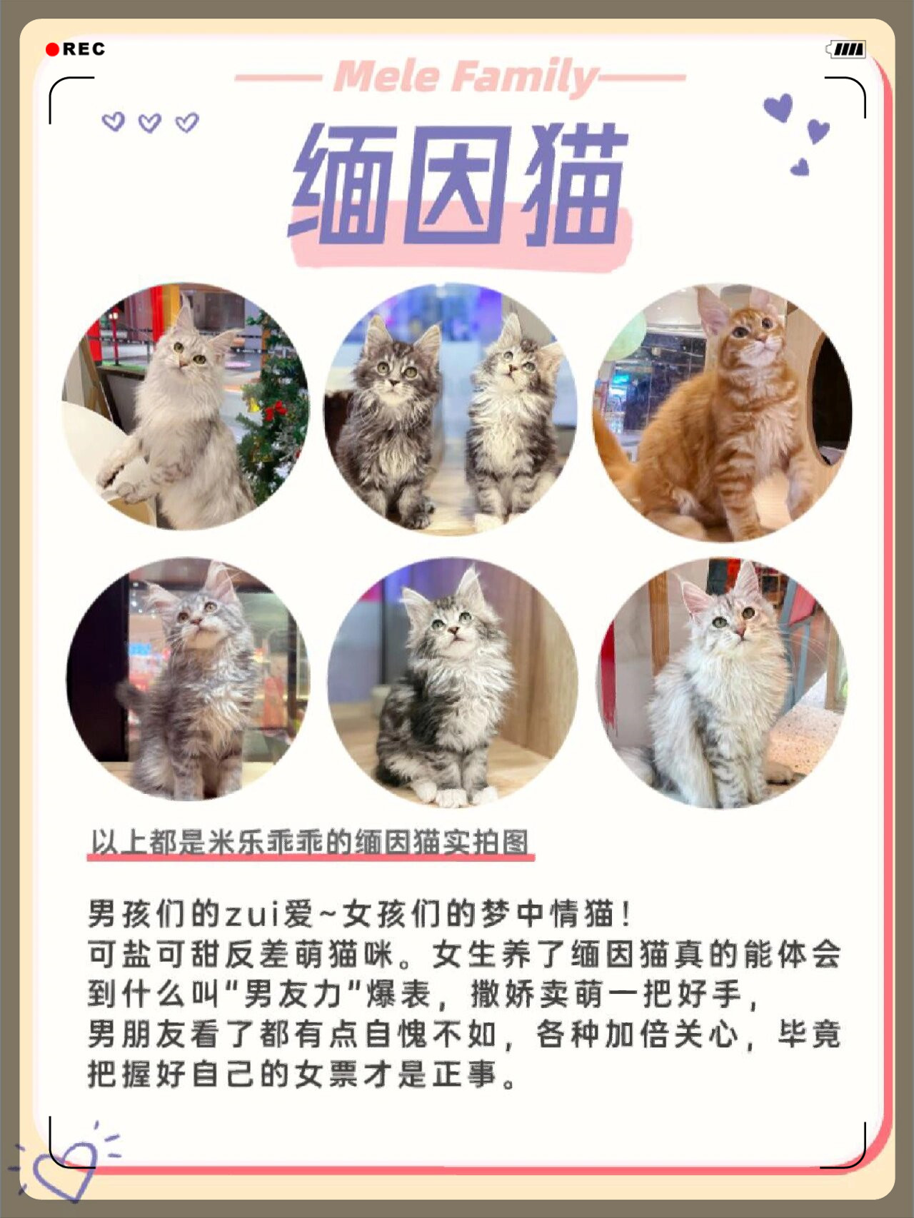 猫咪完美破解版永久猫咪完美破解版永久，探索与体验的乐趣-第2张图片
