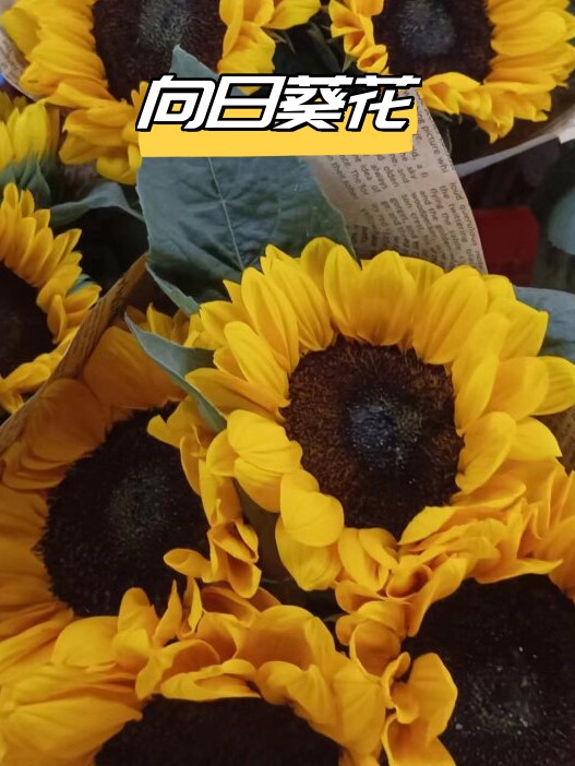 向日葵app下载免费网页向1向日葵APP，点亮生活的免费下载之旅-第1张图片