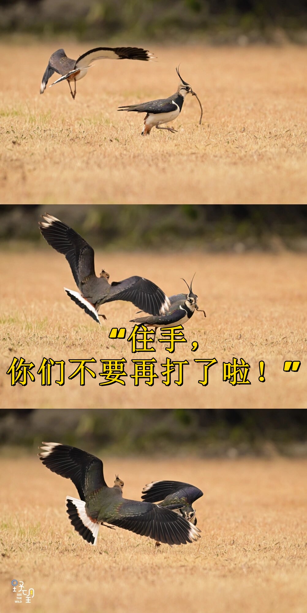 两个人激烈打扑克的视频大全扑克之战，两人激烈对决的精彩瞬间