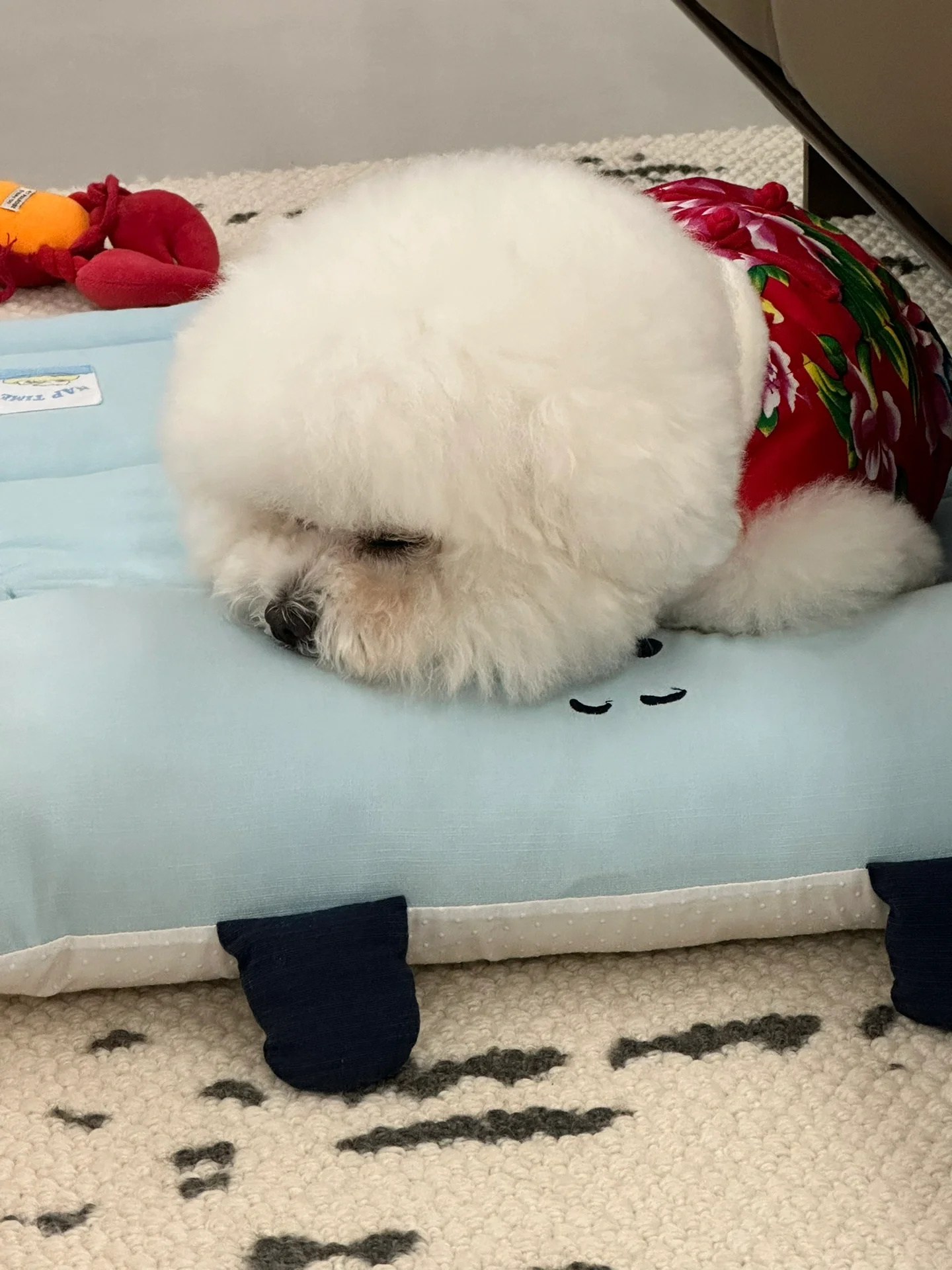 我家狗狗陪伴我度过的四个小时
