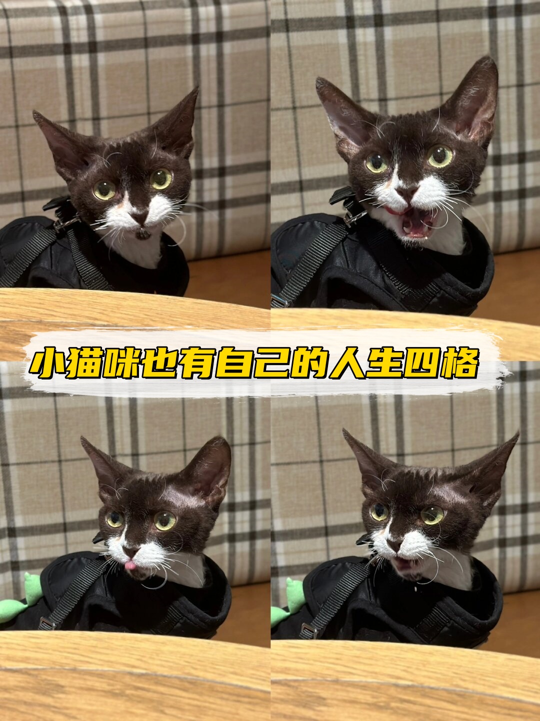 探索猫咪文化之旅，揭秘猫咪地域网名入口639CFIOS的魅力