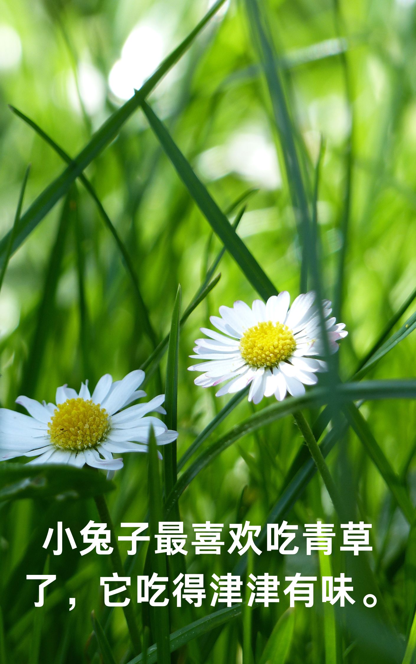 青青草手机版免费视频，畅享高清影视的便捷体验