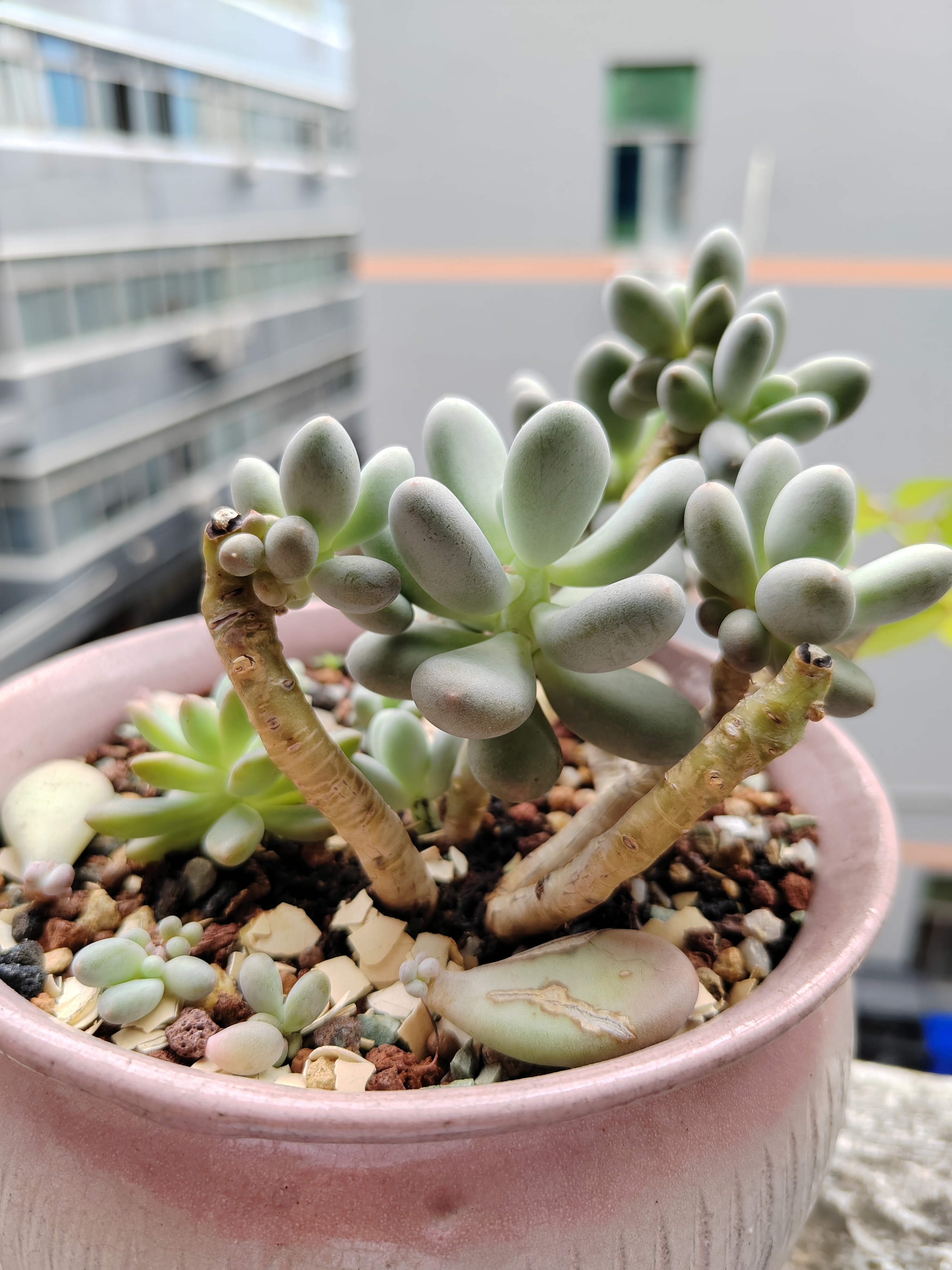 高黄高湿多肉小说在线观看校园高黄高湿下的多肉小说-第3张图片