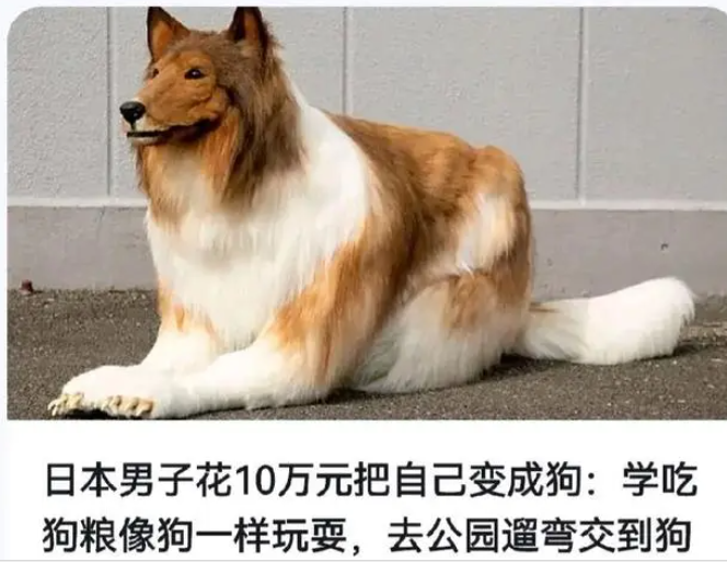 逼逼狗逼逼狗，一种独特的宠物文化现象