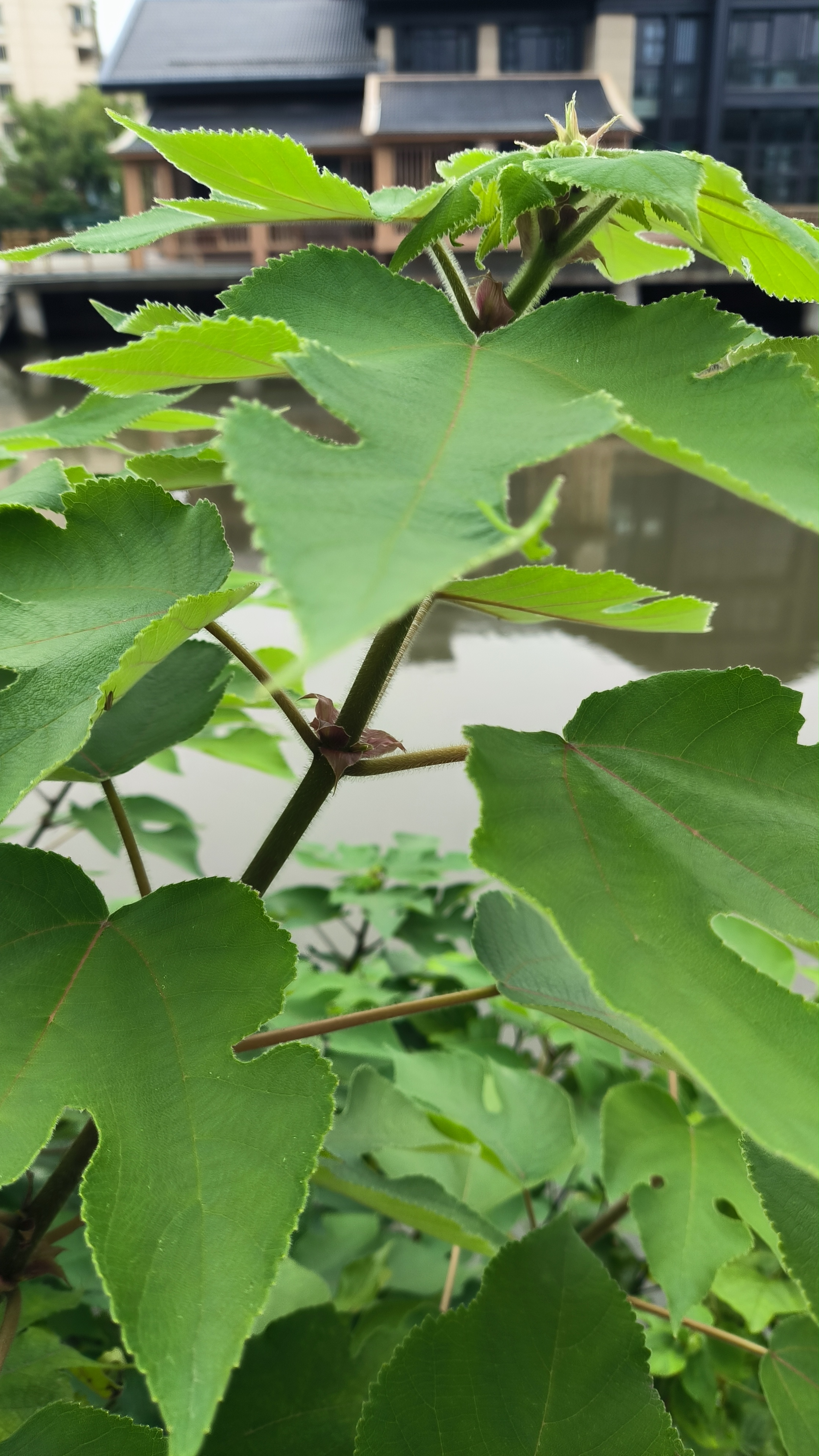 粗粗啥意思很粗的体验，一种独特而多元的感知-第2张图片