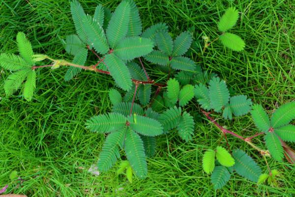 欧美含羞草免费观看全部完欧美含羞草，免费观看全部完整内容-第3张图片