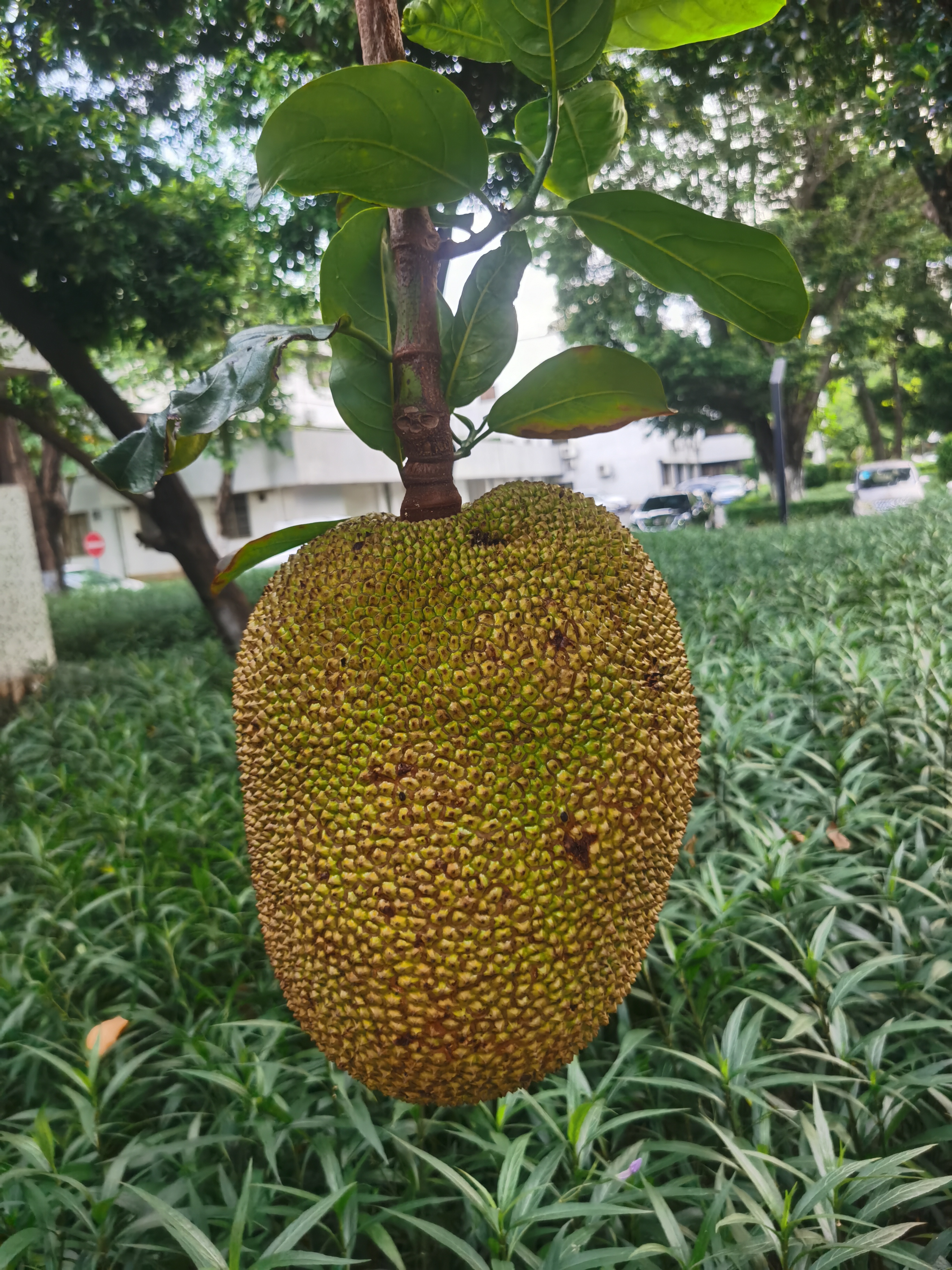 菠萝菠萝蜜Www免费菠萝菠萝蜜Www免费，探索网络世界的奇妙之旅-第1张图片