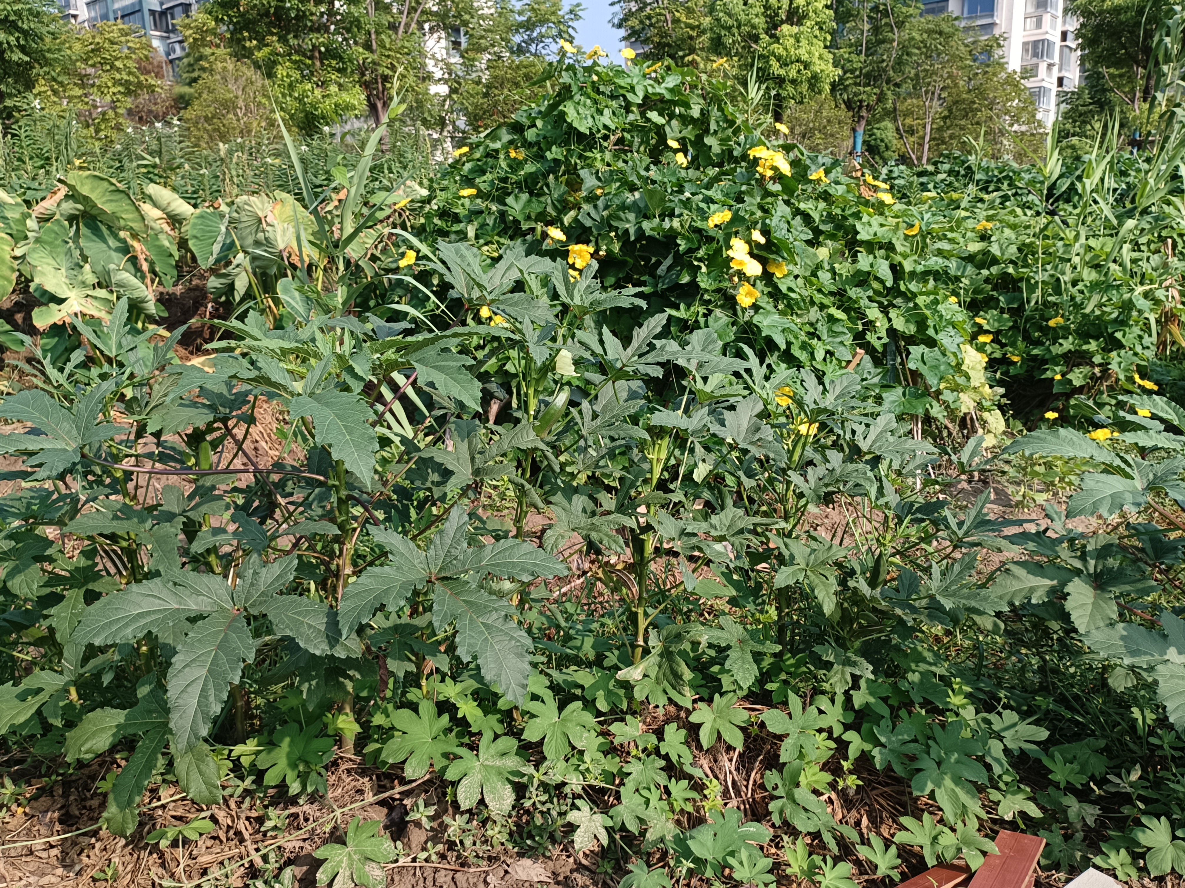 探索自然之美，青青草、向日葵、丝瓜、草莓、秋葵的魅力与官方下载指南