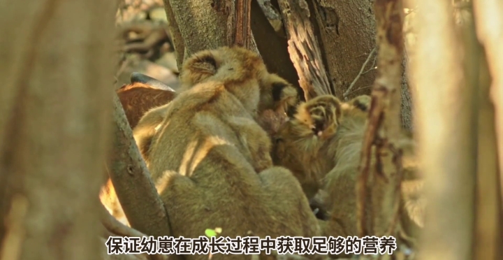 蝌蚪在线观看，探索自然界的奇妙之旅