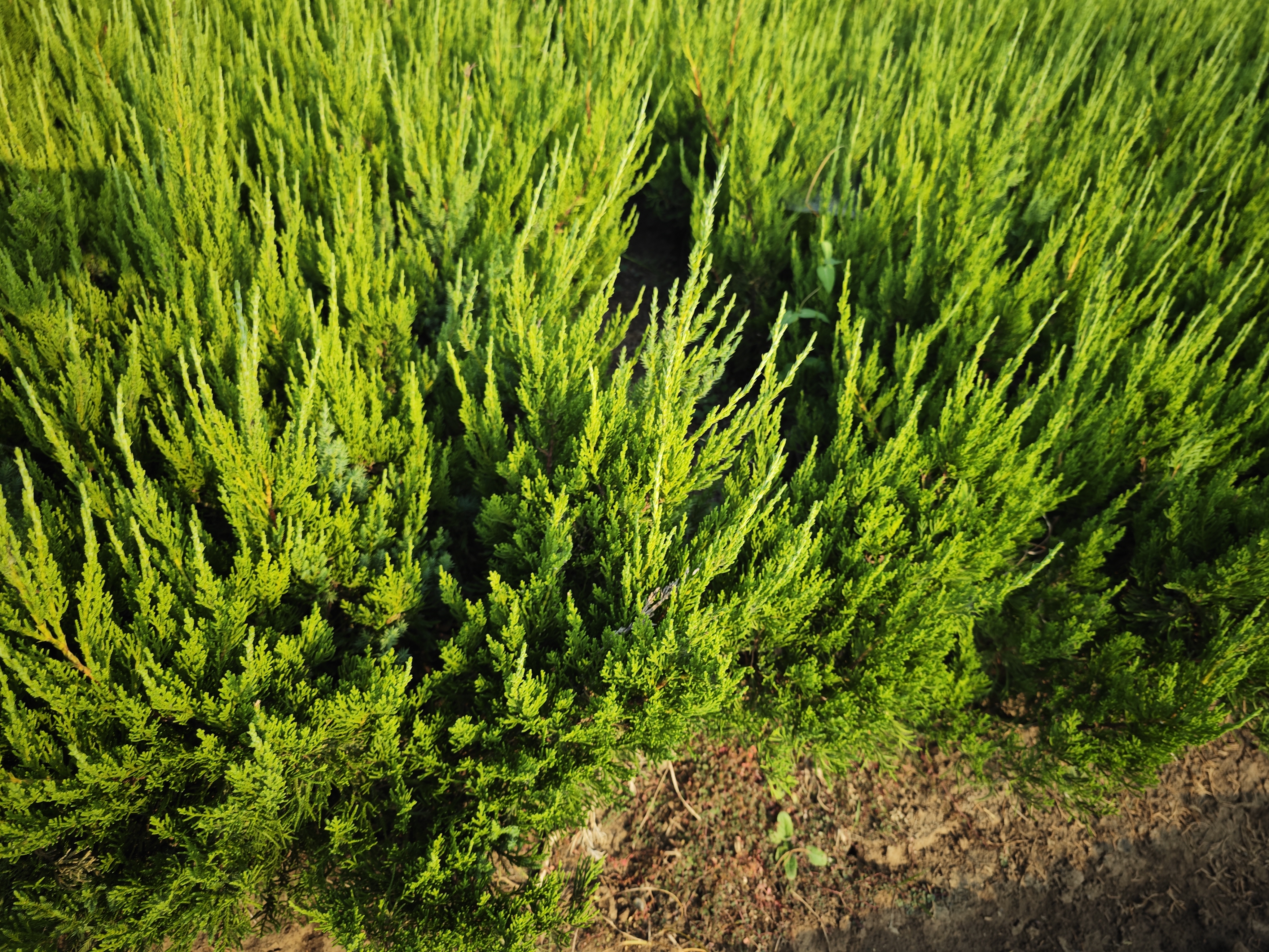 草榴11，一种独特的植物魅力-第2张图片