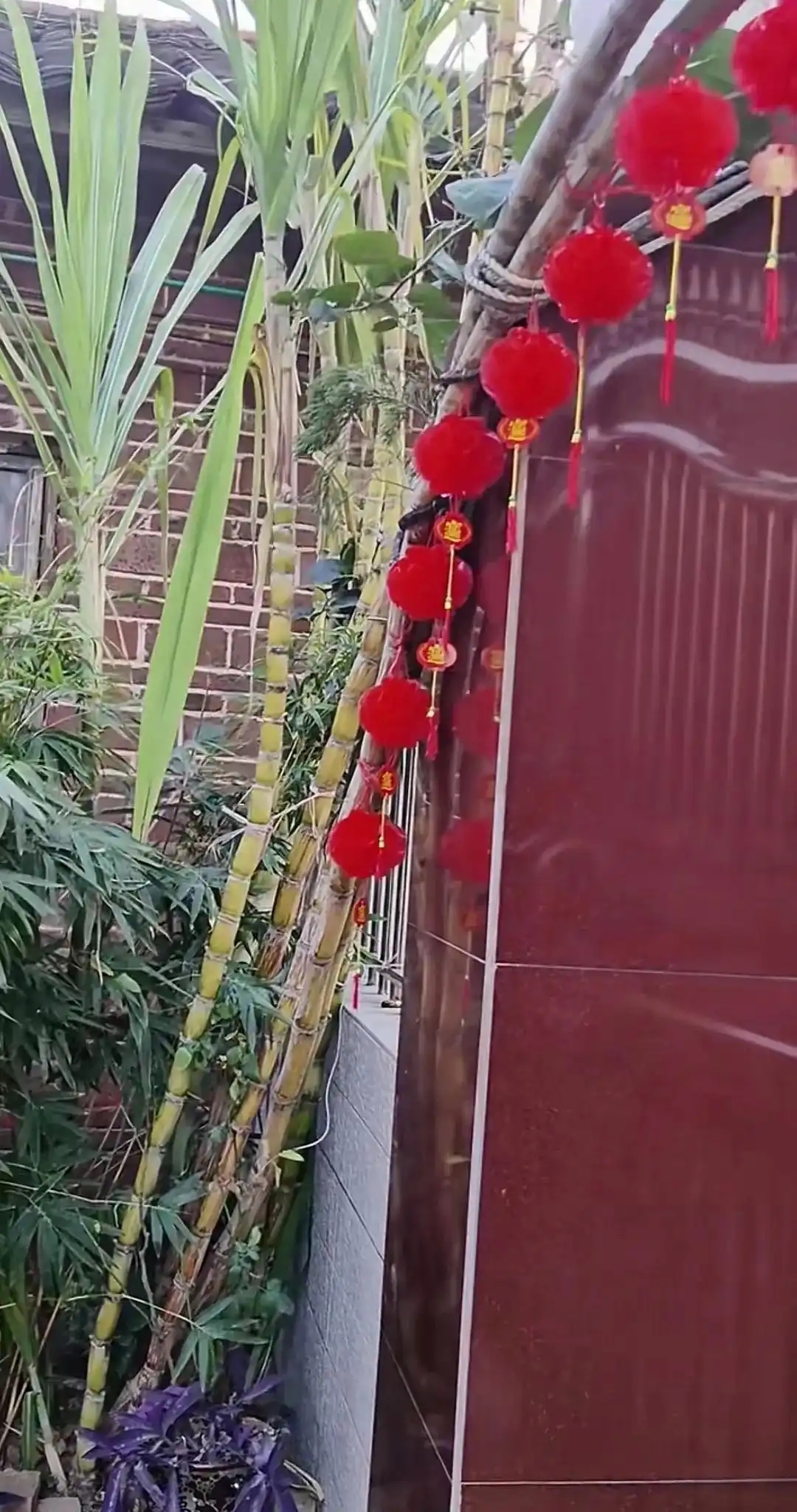 甘蔗地里公与小娟最火的一句甘蔗地里的公与小娟——最火的一句-第2张图片