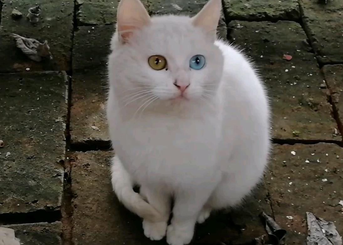 猫咪3.0，探索宠物界的科技新星-第3张图片