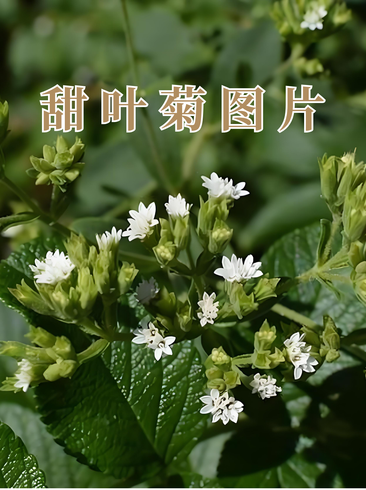 草名读什么草名之韵，探寻绿色世界中的诗意-第2张图片