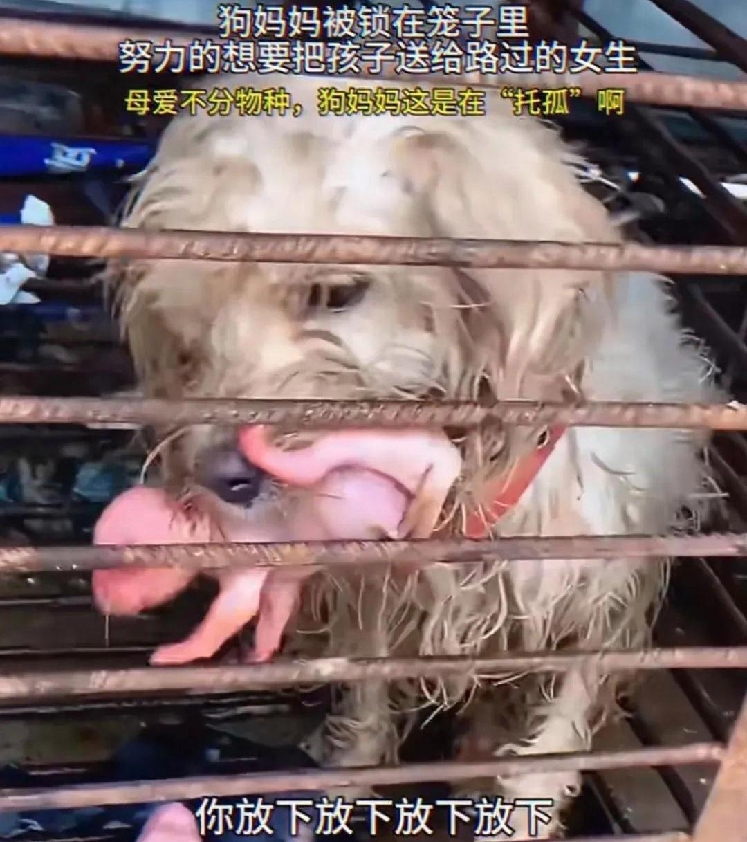 狗狗的大东西卡在妈妈BD狗狗的大东西意外卡住，妈妈的智慧与爱心如何解围-第3张图片