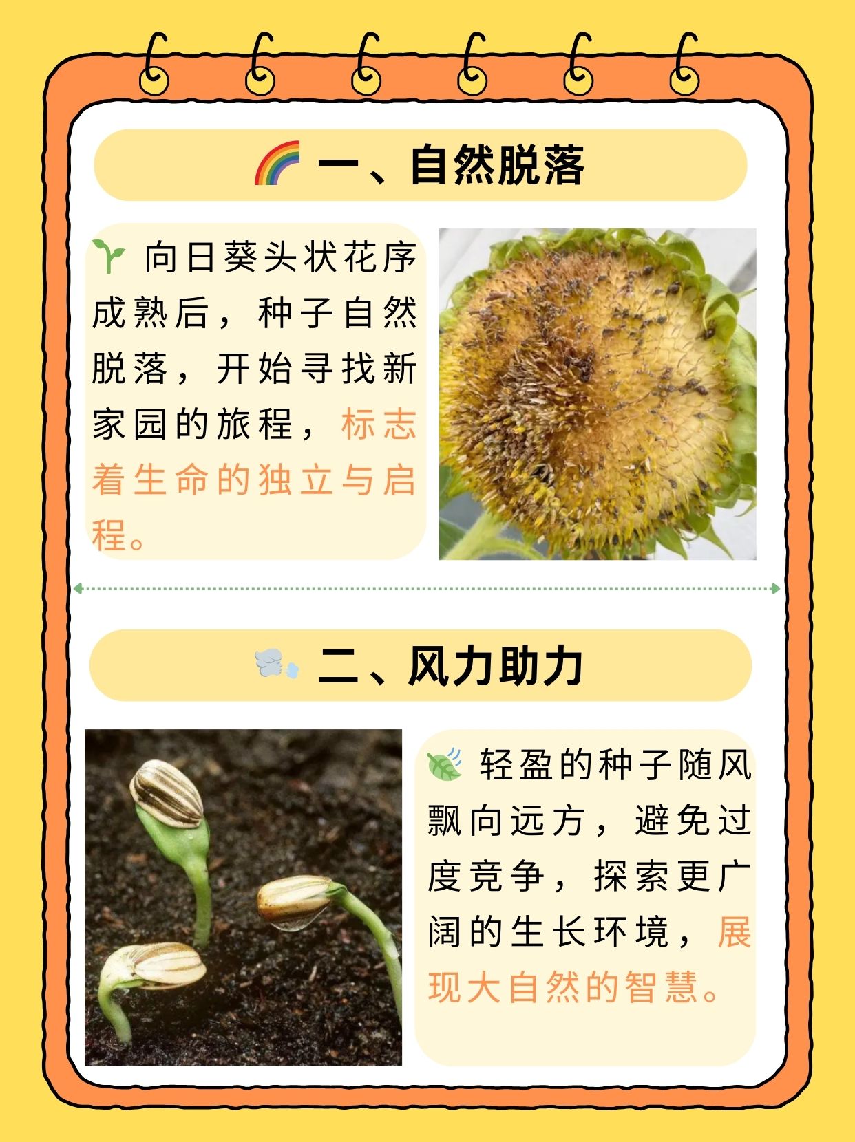 探索向日葵视频，无限看片破解的可能性