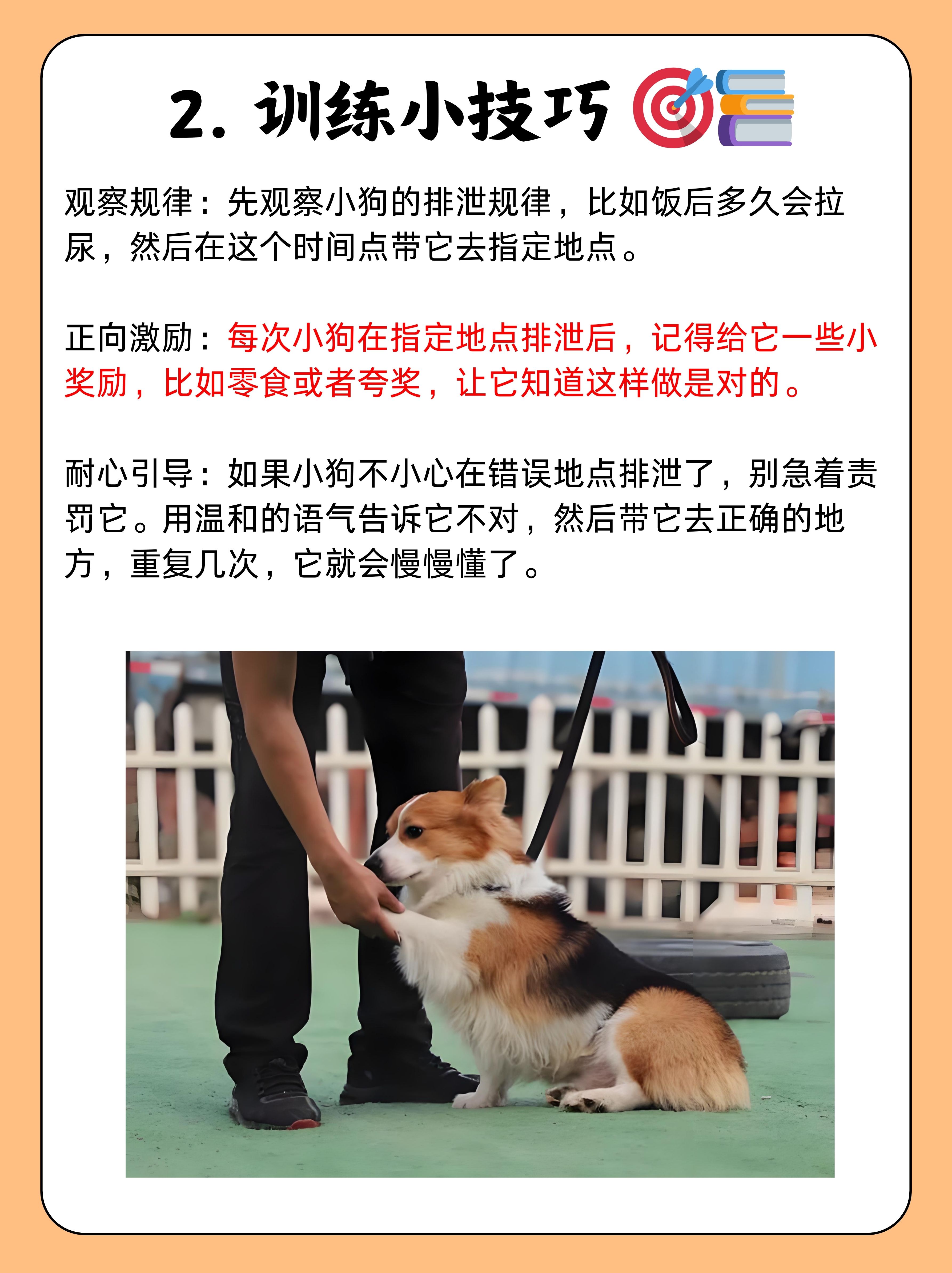 怎么让狗会打架如何顺利地引导狗狗参与互动，而非进行狗狗大战-第3张图片