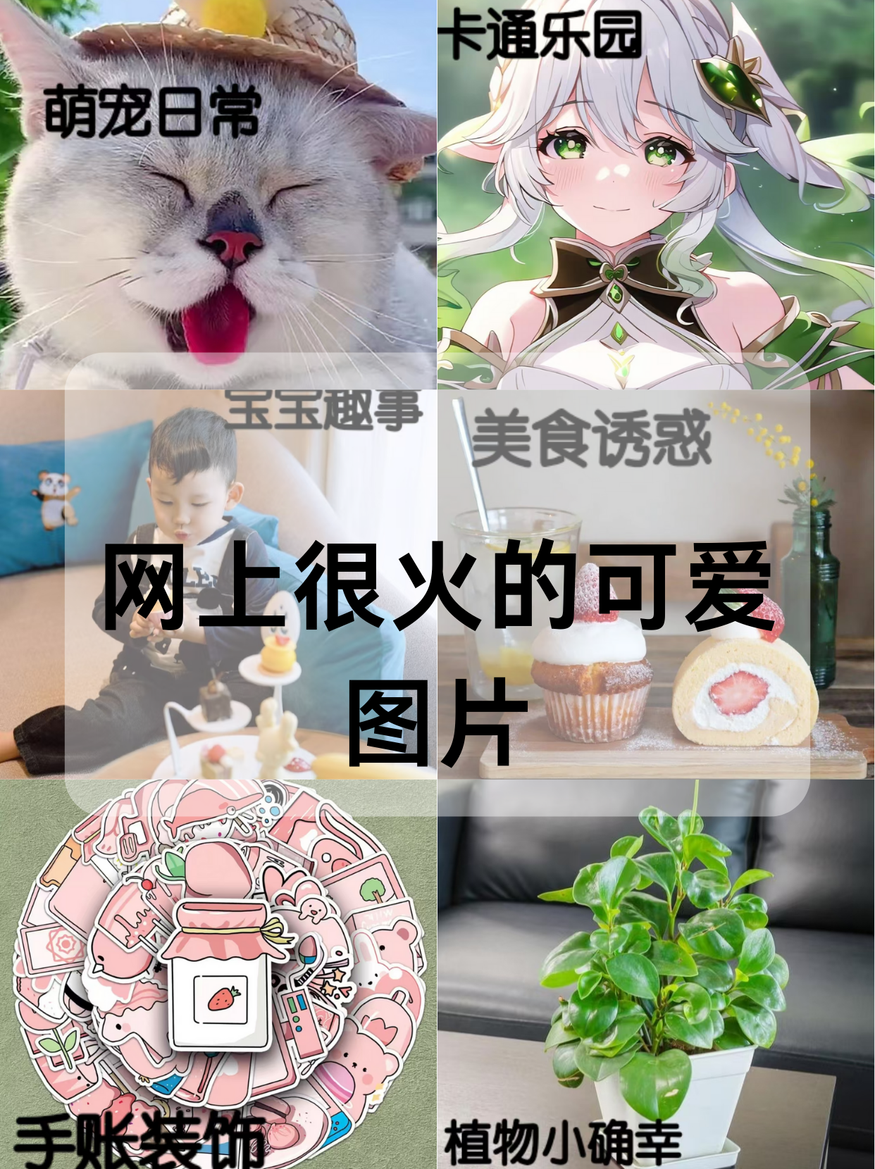 网络红人猫儿，萌宠时代的网络之星