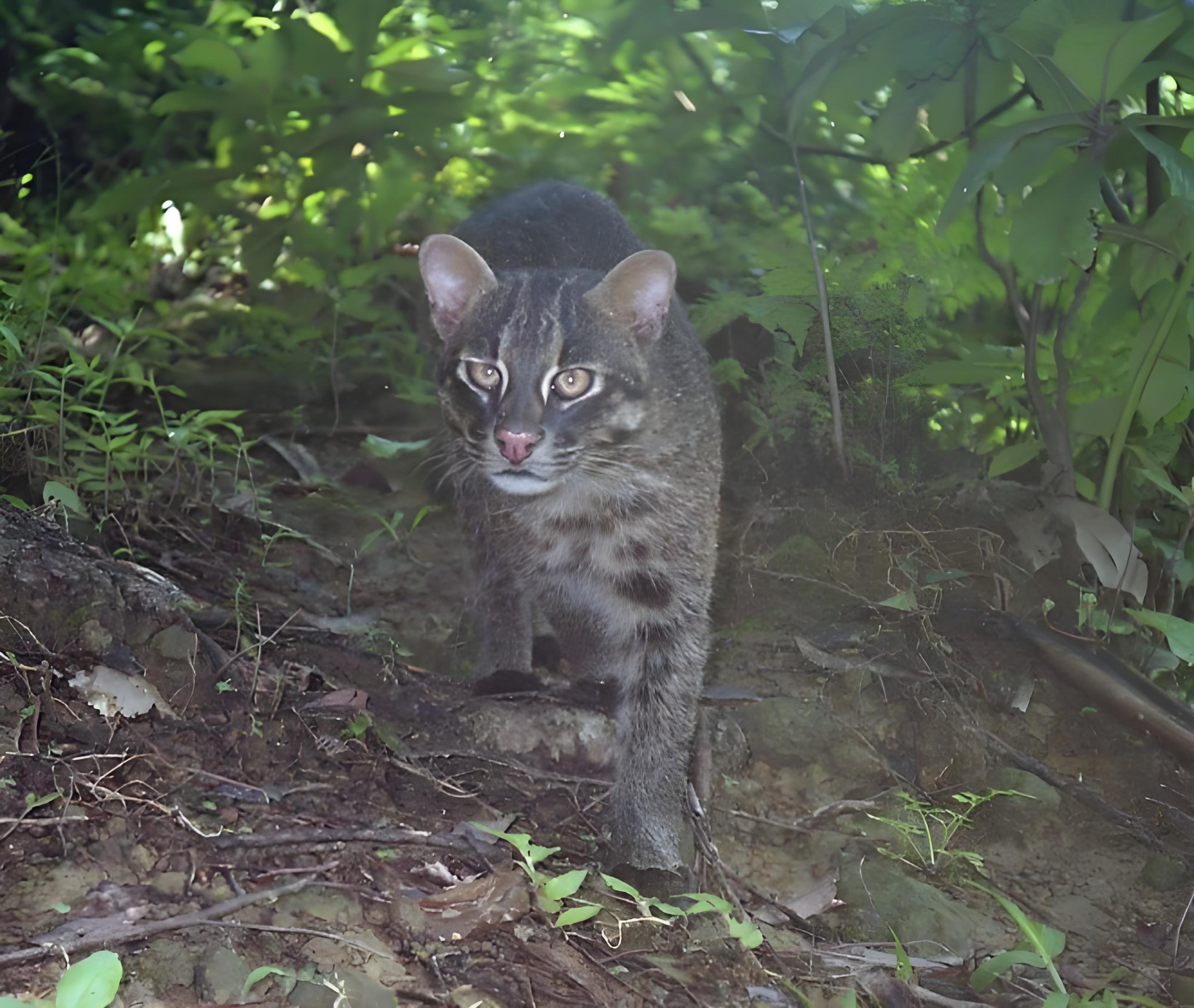 山猫传奇山猫传奇-第2张图片