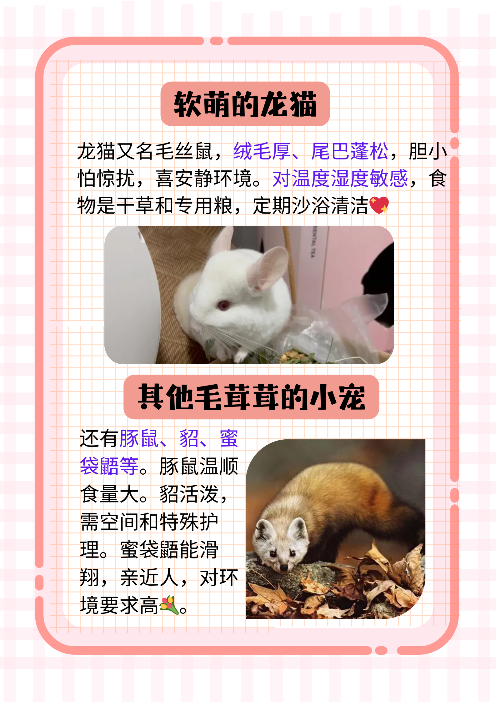 xxx中国毛茸茸探索中国毛茸茸的魅力-第3张图片