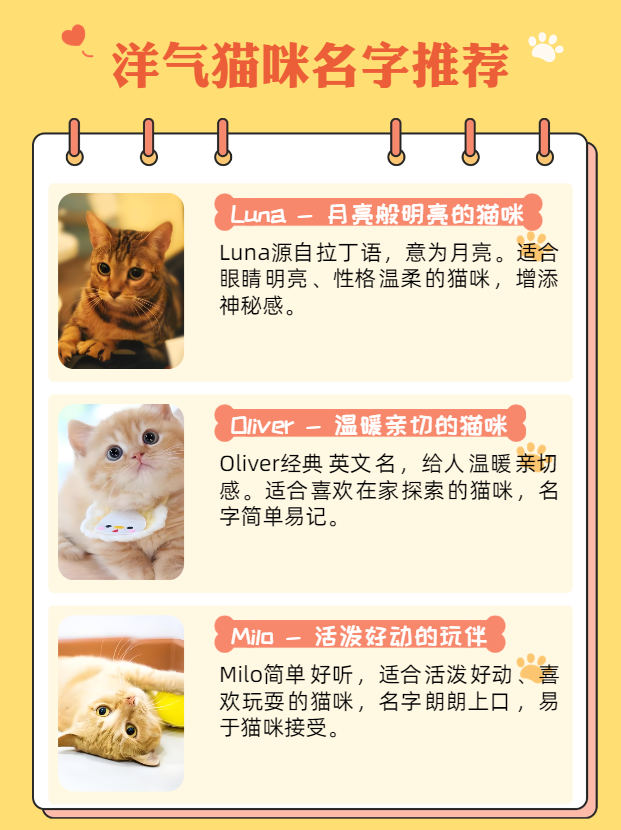 新版猫咪3.0下载地址新版猫咪3.0下载，探索全新互动体验的乐趣-第2张图片