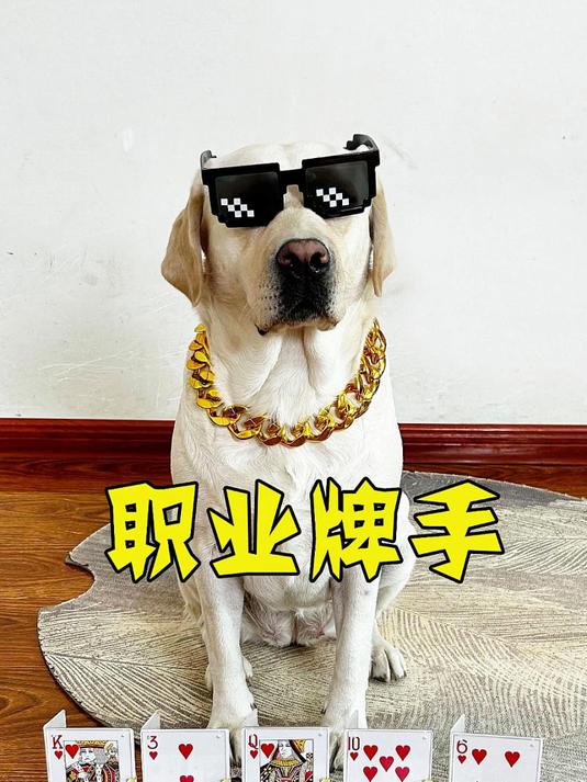 打扑克是什么梗?打扑克，网络流行梗的深度解析-第1张图片