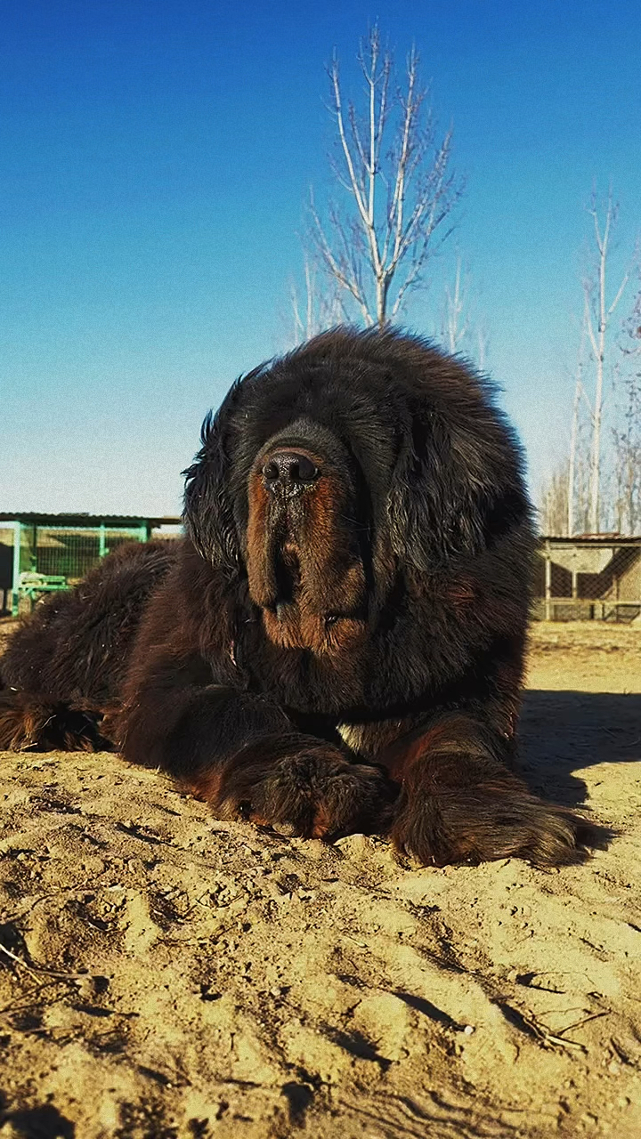 两只藏獒的电影叫什么藏獒之秘，双犬共舞的独特体验
