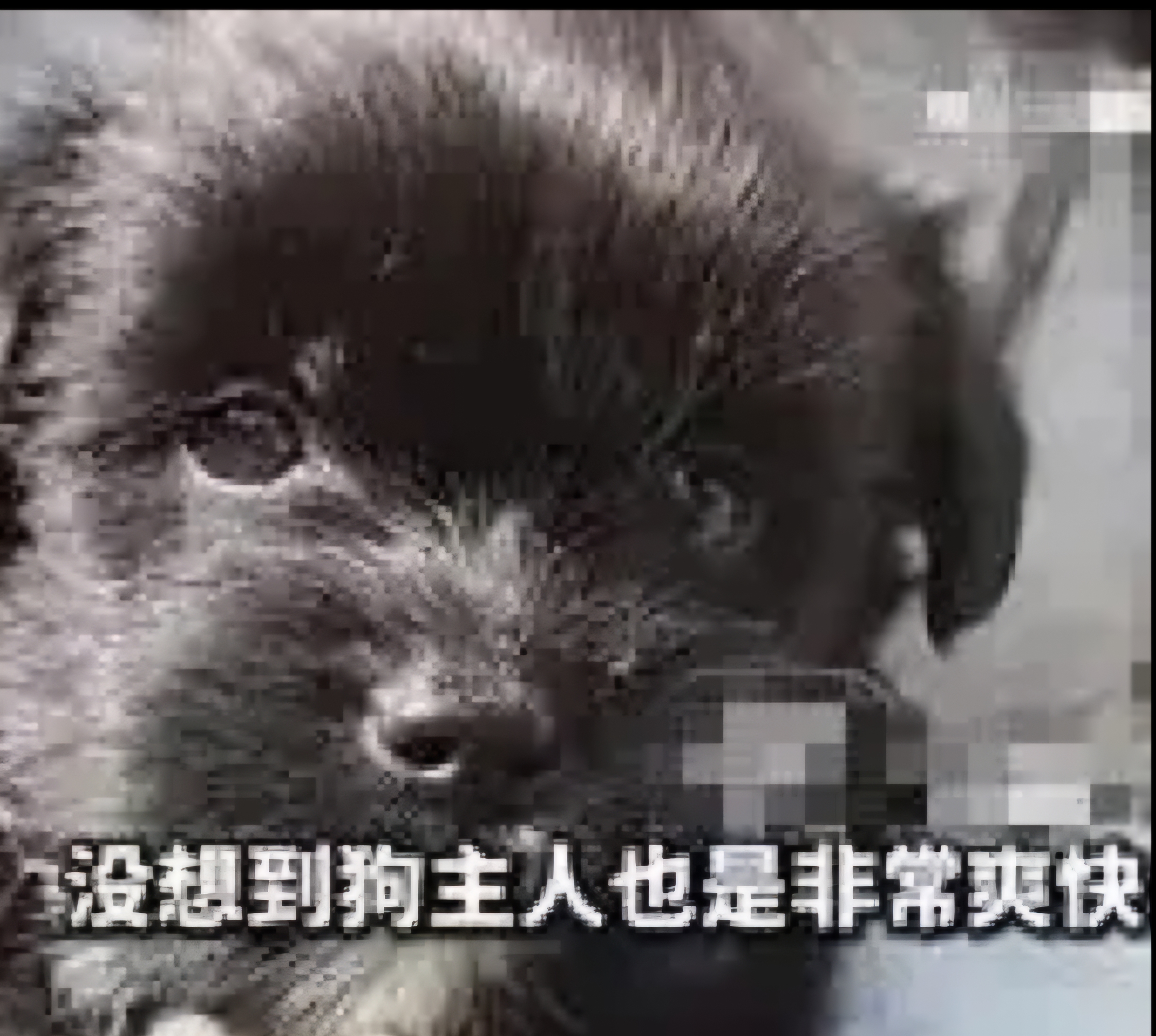 废弃工厂狗狗轮着上废弃工厂中的狗狗轮换生活