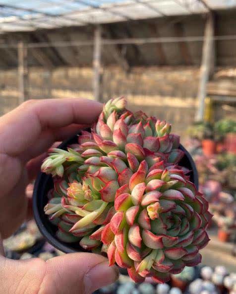 整篇都是车的多肉种植过程-第2张图片